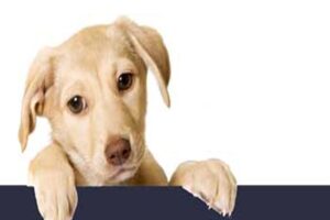 pet shop online