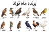 پرنده ماه تولد و شخصیت شناسی متولدین ماه‌ها