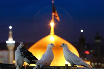 دانلود آهنگ امام رضا قربون کبوترات از محمد حسین پویانفر