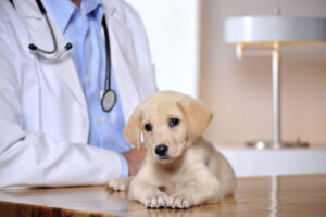 How to Become a Veterinarian