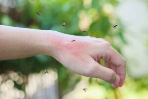 Mosquito-repellent-plants-2