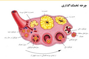 علايم تخمک گذاری در زنان